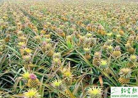 種菠蘿的除芽留芽管理