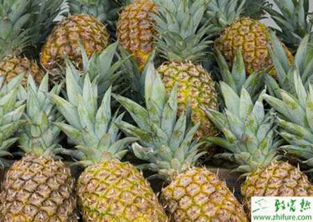 種菠蘿擬莖點霉葉斑病的防治