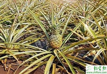 種菠蘿白蟻的防治