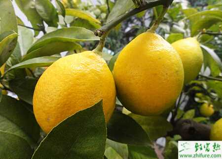 科學(xué)管理檸檬才能豐產(chǎn)