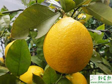 種檸檬修剪宜精心