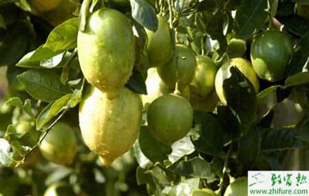 種檸檬流膠病的防治