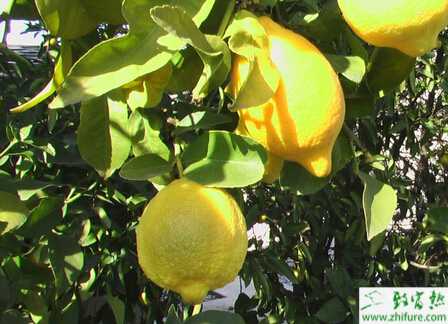 如何給結果檸檬樹施肥