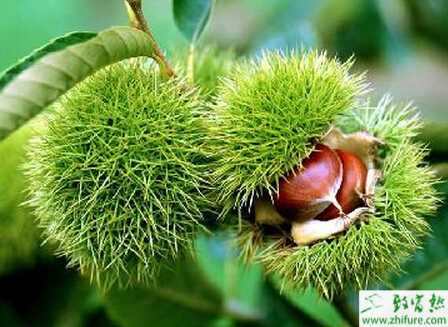 種板栗的采收與貯藏