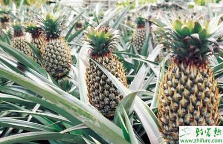 種菠蘿對氣候生態條件的要求