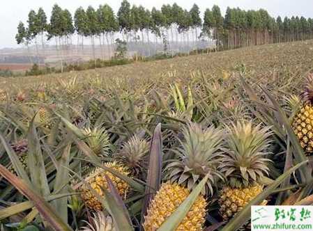 種菠蘿之創果園的條件