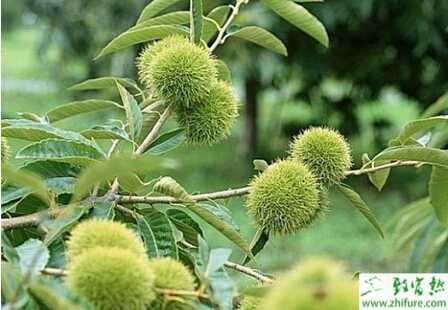 種板栗冬季如何修剪