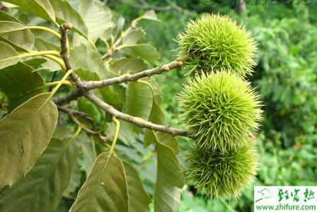 種板栗嫁接“兩法”