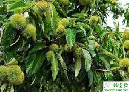 種板栗膨大期的管理