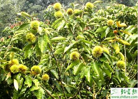 種板栗之板栗樹采后的管理