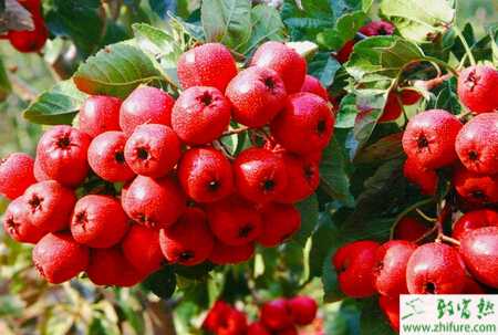 種山楂之山楂樹整形修剪