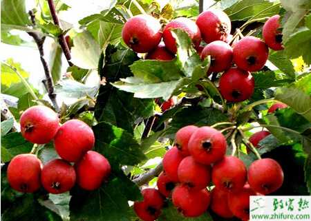 種山楂的圓斑根腐病防治