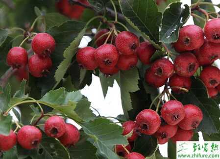 種山楂種子的處理方法