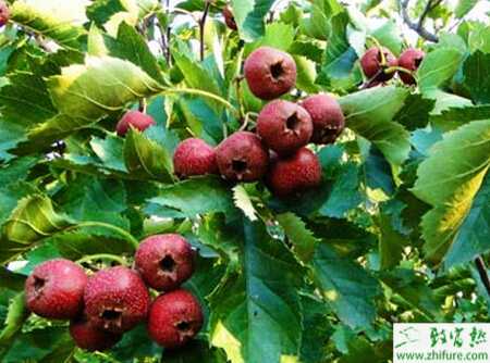 種山楂白紋羽病的防治