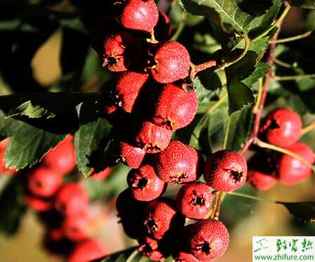 種山楂無土繁殖及栽培