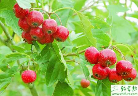 種山楂四種害蟲防治