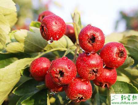 高寒地區山楂樹栽培管理