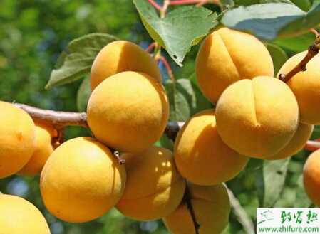 春季大棚杏樹需抓好管理