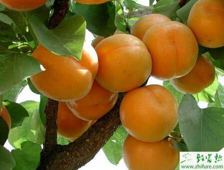 種杏樹采果后的管理