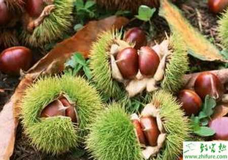 種板栗蟲害的防治