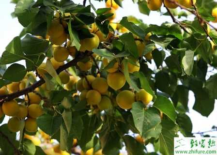 杏樹的冬季修剪經驗