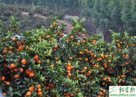 種沙糖桔根部施豬糞注意事項