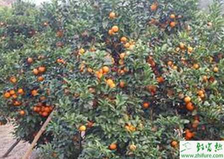 種沙糖桔休眠期掘根能不能堆豬糞