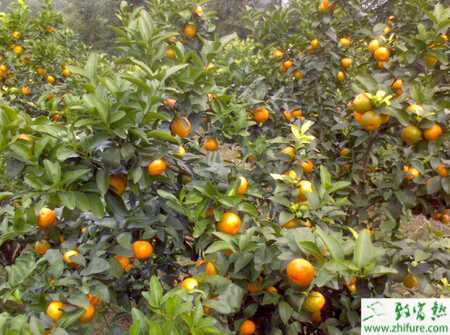 種沙糖桔砧木苗培育之苗圃地的選擇