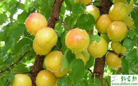 杏樹栽培的蟲害防治經(jīng)驗