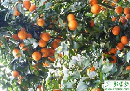 種沙糖桔的促花措施及方法
