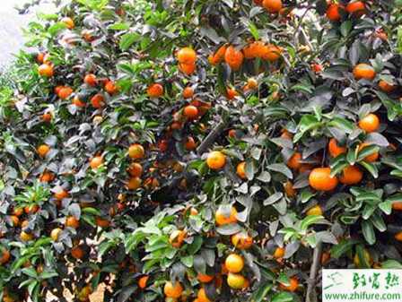 種沙糖桔苗圃場的建立步驟