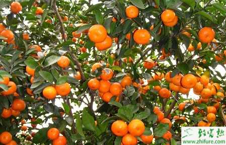 十月份沙糖桔田間管理經驗