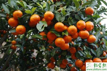 種沙糖桔樹壯果肥施用誤區