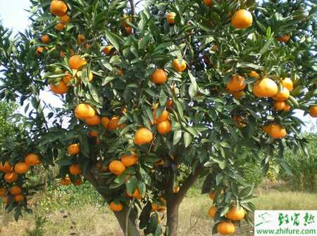 種沙糖桔衰老樹的更新方法