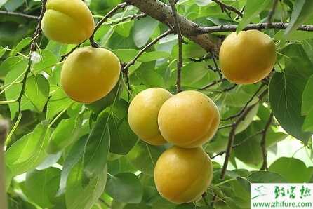 利用EM原露防治杏樹早期落葉