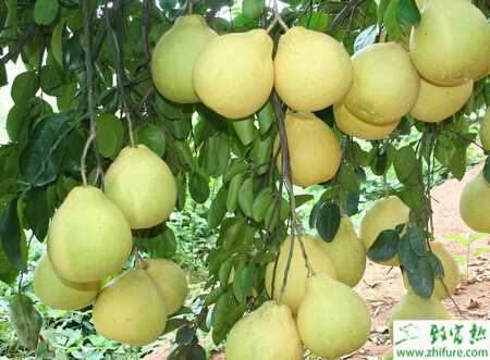 種柚子青霉病和綠霉病的防治
