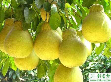 種柚子炭疽病的防治