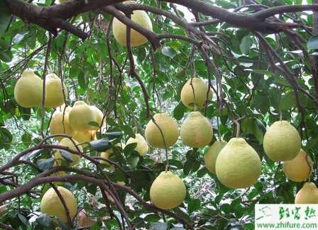 種柚子潰瘍病的防治