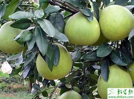 種柚子一年栽培管理經驗