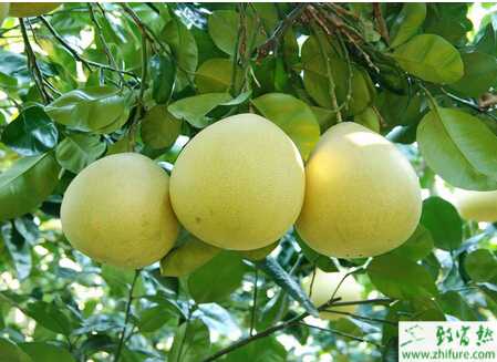 種柚子促花保果的技術措施