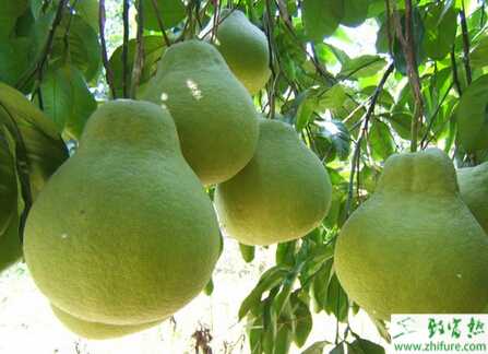 種柚子的整形修剪法