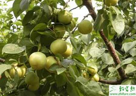 栽培管理仁用杏的經驗