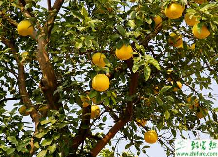如何栽培管理好柚子