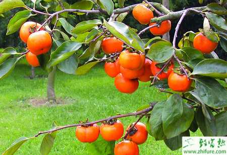 種柿子怎樣建園