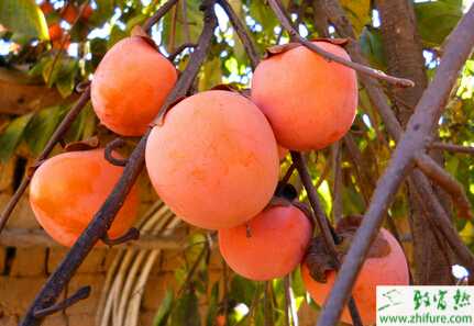 如何高產優質栽培甜柿子