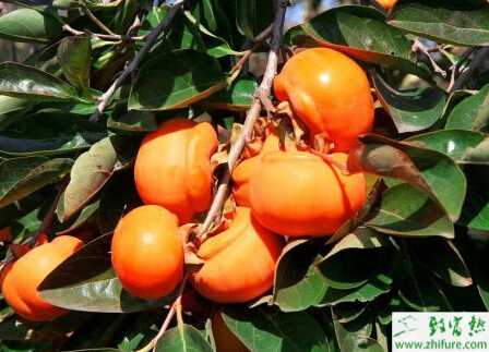 種柿子之冬季柿子樹管理經驗