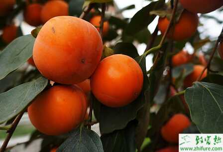 冬季柿子樹園如何管理
