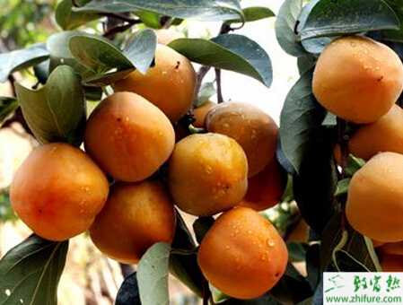 種柿子之柿子樹結(jié)果后的管理