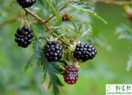日光溫室豐產(chǎn)栽培黑莓技術(shù)