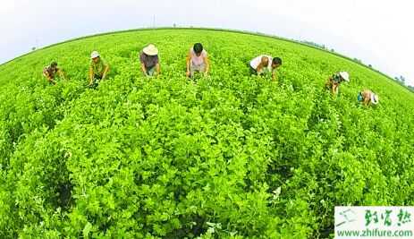 當前熱門農村藥材種植項目推薦